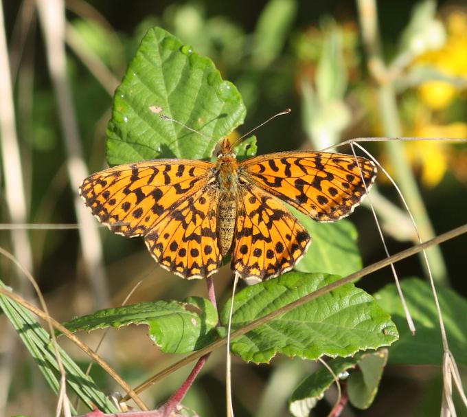 Conferma Boloria (Clossiana) dia